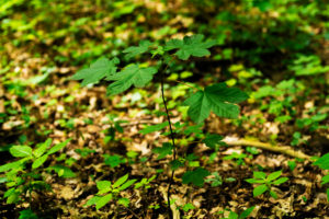 Small young maple tree in the forest in the summer in Germany Small young maple tree in the forest in the summer in Germany