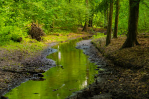 Small river in the forest, almost dried up in the summer in Germany Small river in the forest, almost dried up in the summer in Germany
