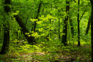Small young maple tree in the Oak forest in the summer in Germany Small young maple tree in the Oak forest in the summer in Germany
