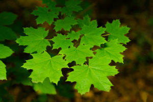 Leaves of a young maple tree in the summer in Germany Leaves of a young maple tree in the summer in Germany