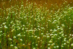 bokeh forest and meadow flowers bokeh forest and meadow flowers