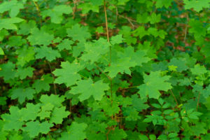 Leaves of a young maple tree in the summer in Germany Leaves of a young maple tree in the summer in Germany