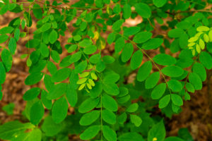 Leaves on a young Locust tree in the summer in Germany Leaves on a young Locust tree in the summer in Germany