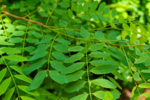Leaves on a young Locust tree in the summer in Germany Leaves on a young Locust tree in the summer in Germany