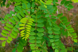 Leaves on a young Locust tree in the summer in Germany Leaves on a young Locust tree in the summer in Germany
