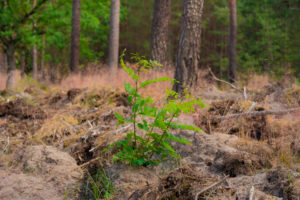 Small young locust tree in a pine forest Small young locust tree in a pine forest
