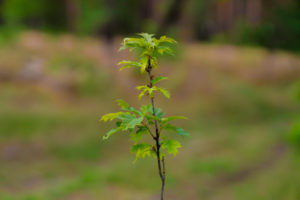 A young oak tree in summer in Germany in the forest A young oak tree in summer in Germany in the forest