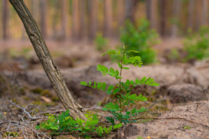 Small young locust tree in a pine forest Small young locust tree in a pine forest