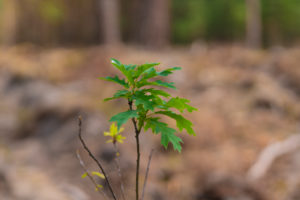 A young oak tree in summer in Germany in the forest A young oak tree in summer in Germany in the forest