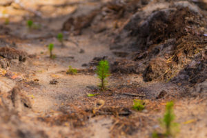 young, newly planted pine trees in the forest in Germany young, newly planted pine trees in the forest in Germany