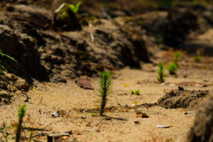 young, newly planted pine trees in the forest in Germany young, newly planted pine trees in the forest in Germany
