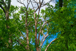 Big old dead oak tree in an oak forest Big old dead oak tree in an oak forest