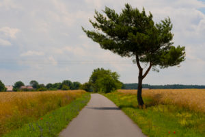 The bike path on the Flaeming Skate in the vicinity of Luckenwalde The bike path on the Flaeming Skate in the vicinity of Luckenwalde