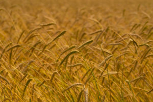 ears of grain in the summer ears of grain in the summer