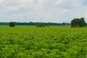 Field full of sunflowers in the summer in germany Field full of sunflowers in the summer in germany