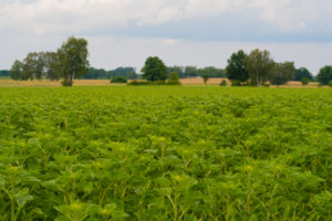 Field full of sunflowers in the summer in germany Field full of sunflowers in the summer in germany