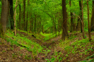 small river in forest in Summer, the eye is dried by the heat from climate change small river in forest in Summer, the eye is dried by the heat from climate change