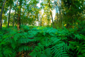 with fern overgrown forest in summer, photographed with a fisheye lens with fern overgrown forest in summer, photographed with a fisheye lens