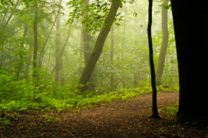 Forest way on a Wet and slightly foggy early Morning in the summer Forest way on a Wet and slightly foggy early Morning in the summer