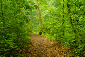 Forest way on a Wet and slightly foggy early Morning in the summer Forest way on a Wet and slightly foggy early Morning in the summer