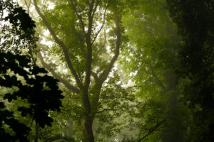 wet forest in the early Morning in the summer, with light fog in the tree tops wet forest in the early Morning in the summer, with light fog in the tree tops