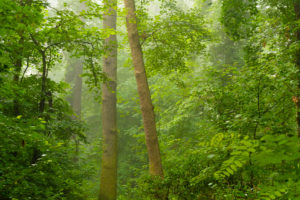 wet forest in the early Morning in the summer, with light fog in the Background wet forest in the early Morning in the summer, with light fog in the Background