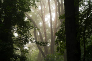 wet forest in the early Morning in the summer, with light fog in the tree tops wet forest in the early Morning in the summer, with light fog in the tree tops