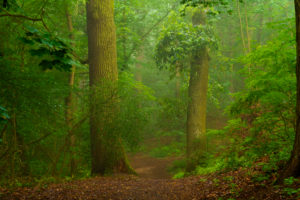 Forest way on a Wet and slightly foggy early Morning in the summer Forest way on a Wet and slightly foggy early Morning in the summer