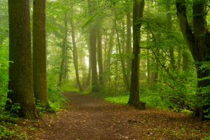 Forest way on a Wet and slightly foggy early Morning in the summer Forest way on a Wet and slightly foggy early Morning in the summer