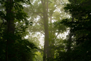 wet forest in the early Morning in the summer, with light fog in the tree tops wet forest in the early Morning in the summer, with light fog in the tree tops
