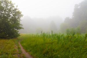 Fog on a Meadow in the early Morning at the edge of the forest Fog on a Meadow in the early Morning at the edge of the forest