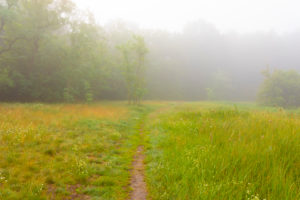 Fog on a Meadow in the early Morning at the edge of the forest Fog on a Meadow in the early Morning at the edge of the forest