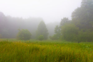 Fog on a Meadow in the early Morning at the edge of the forest Fog on a Meadow in the early Morning at the edge of the forest