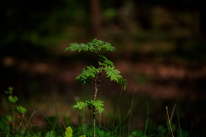 a young tree in the forest in the spring with sunshine a young tree in the forest in the spring with sunshine