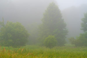 Fog on a Meadow in the early Morning at the edge of the forest Fog on a Meadow in the early Morning at the edge of the forest