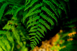 Green fern in the summer in the forest Green fern in the summer in the forest