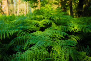 Green fern in the summer in the forest Green fern in the summer in the forest