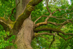 old oak tree with some dead branches old oak tree with some dead branches