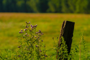 bokeh forest and meadow flowers, on the edge of a horse paddock bokeh forest and meadow flowers, on the edge of a horse paddock