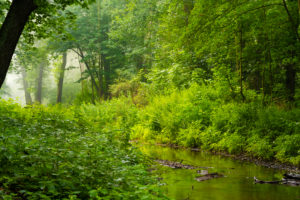 small river in the early morning in the forest in the summer small river in the early morning in the forest in the summer
