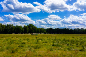 Agricultural area on a sunny day in summer with big clouds, Herd of cows in the Background Agricultural area on a sunny day in summer with big clouds, Herd of cows in the Background