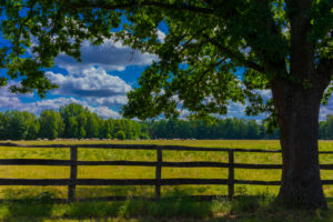 Agricultural area on a sunny day in summer with big clouds, Herd of cows in the Background, in the foreground, a wooden fence and a large oak Agricultural area on a sunny day in summer with big clouds, Herd of cows in the Background, in the foreground, a wooden fence and a large oak