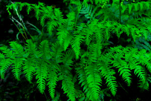 Green fern in the summer in the forest Green fern in the summer in the forest