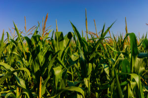 Corn field just before harvest in the summer Corn field just before harvest in the summer