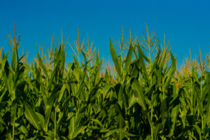Corn field just before harvest in the summer Corn field just before harvest in the summer