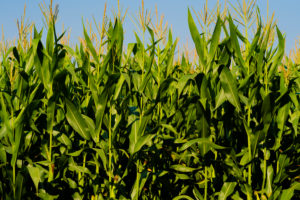 Corn field just before harvest in the summer Corn field just before harvest in the summer