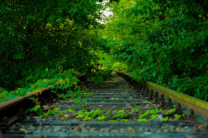 old railway tracks, the are overgrown old railway tracks, the are overgrown