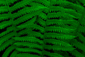 Green fern in the summer in the forest (M) Green fern in the summer in the forest (M)