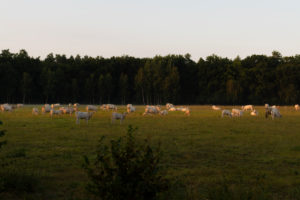 Cows on a Meadow at sunrise in summer Cows on a Meadow at sunrise in summer