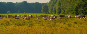 Cows on a Meadow at sunrise in summer,Panorama Cows on a Meadow at sunrise in summer,Panorama